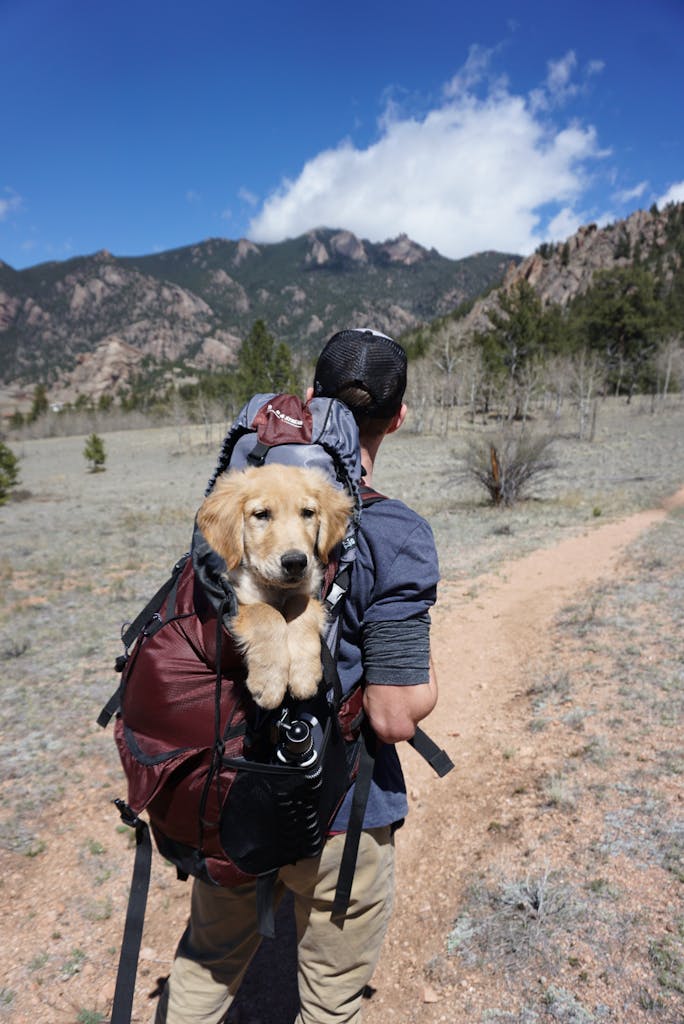 backpacking insurance